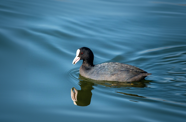 Rewilding for a greener future